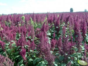 Amaranthus