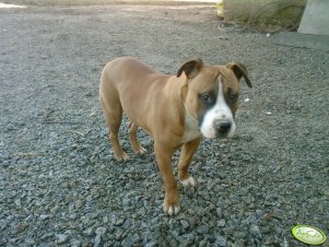 Amstaff