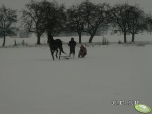 Aranda w zaprzęgu