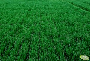 Pszenica ozima TORAS