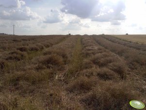 Rzepak SY Kolumb na pokosach