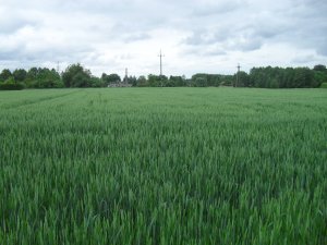 Pszenica ozima  Arkadia