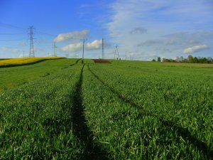 Pszenica Ozima