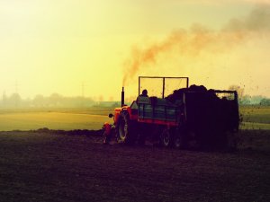 Ursus C-360 & rozrzutnik obornika 8t