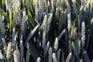 DLG Feldtage - Dni Pola 2014