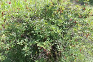 Suche badyle porzeczek