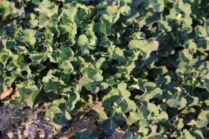 Rzepak Rohan 2 marca 2014