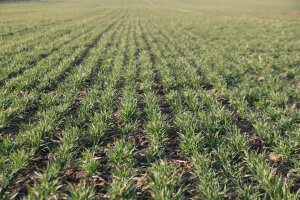 Pszenica ozima Toras 02 marca 2014