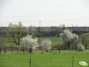 Kwitnące śliwy i czereśnie 