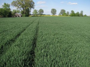 Pszenica ozima Torrild