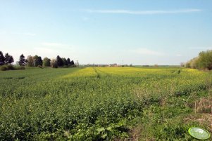 Rzepaki ozime 05.05.2013