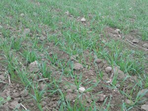 Pszenica Ozima AGIL.