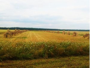 Mendelki (snopki) Żyta