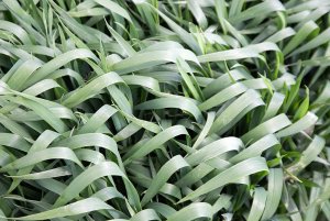 Pszenica ozima Toras 11.05.2014