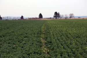 Rzepak ozimy ROHAN F1 22.03.2014