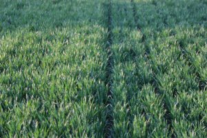 Pszenica ozima Premio i Toras 30.03.2014