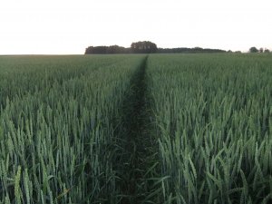 Pszenica Leiffer