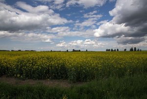 Rzepak ozimy Rohan f1