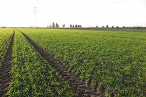 Jęczmień ozimy 1.11.2014