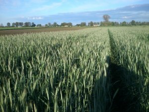 Żyto Dankowskie Diament