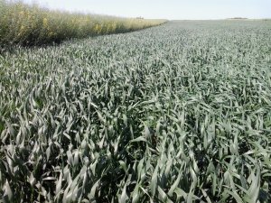 Pszenica jara KWS Chamsin