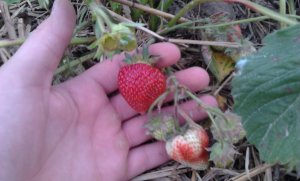 Truskawka honeoye