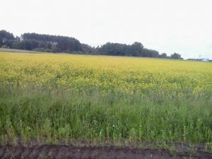 Rzepak jary KWS Perfekt