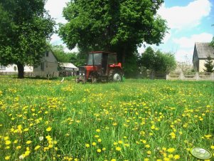 Massey Ferguson 255 + kosiarka