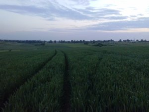 Pszenica ozima Bamberka 2014