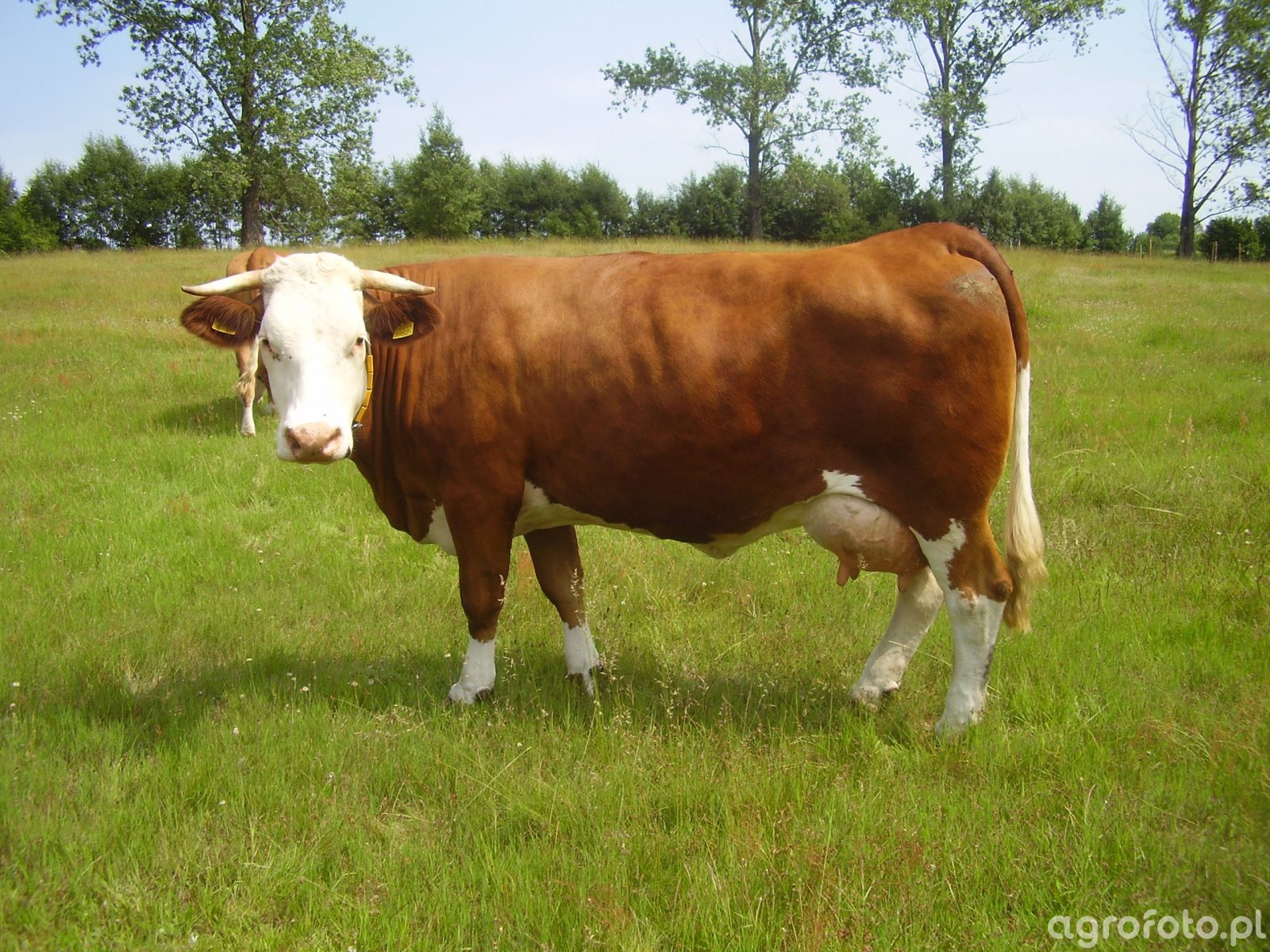Simental - zdjęcie, fotka, foto numer 495823 - Galeria rolnicza agrofoto