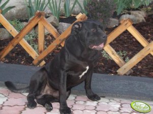 Bandi (Bandog)