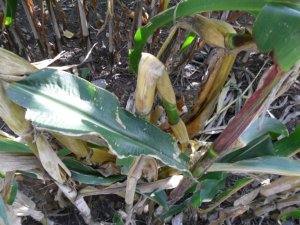 omacnica prosowianka