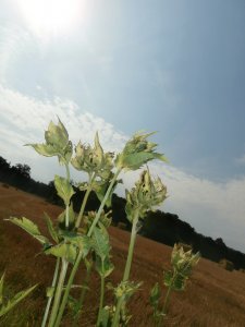 Chwast który spotkalem poraz pierwszy
