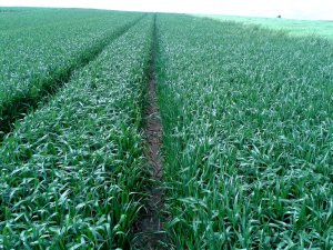 Pszenica ozima Skagen