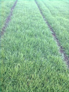 Jęczmień Ozimy Metaxa