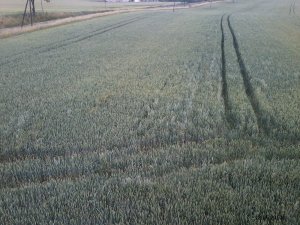 Pszenica ozima Linus