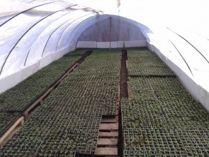 Rozsada Papryki Czerwonej