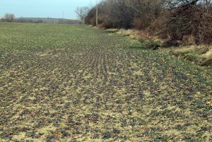 Rzepak ozimy Rohan F1 - 8.3.2015