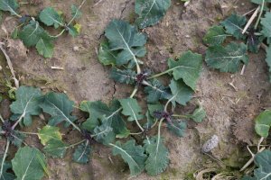 Rzepak ozimy ROHAN F1 20.10.2013