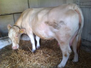 Charolais
