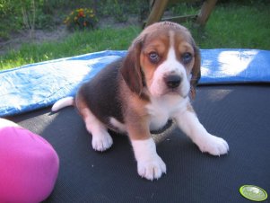 Beagle