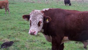 Hereford