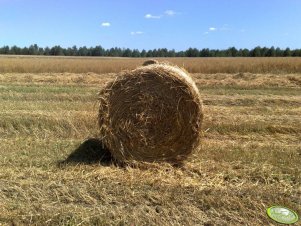 Belka słomy żytniej