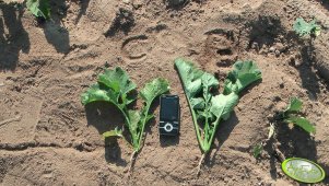 BELLEVUE & Californium 