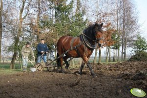 Berta + Pług