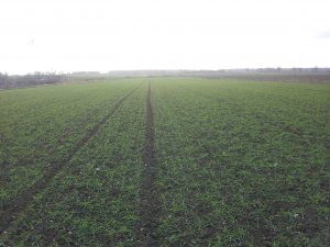 Pszenica Cubus 2013-12-01