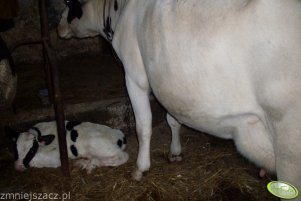 Biała z cielaczkiem