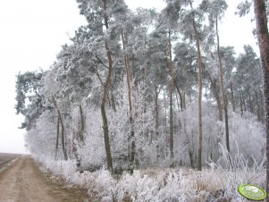 Biały las 