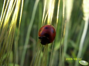 Biedronka na pszenżycie