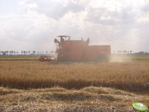 Bizon & chmara kurzu 